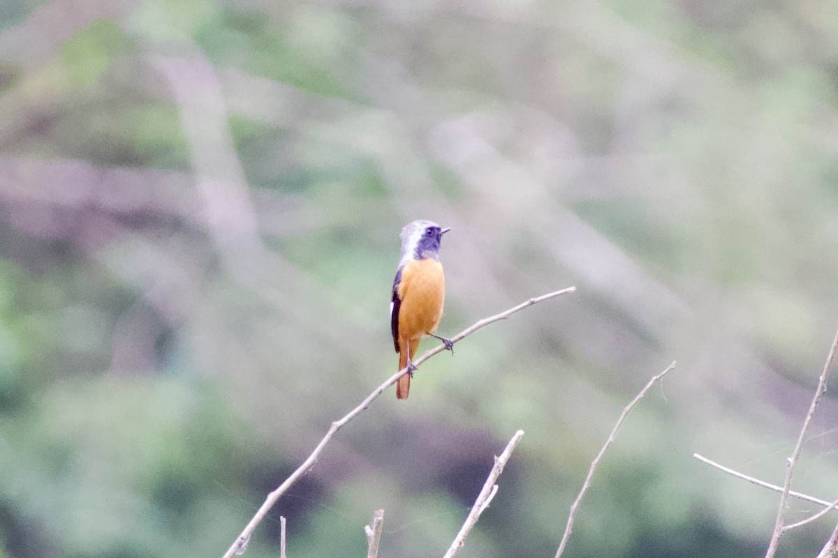 ジョウビタキ - ML645979941