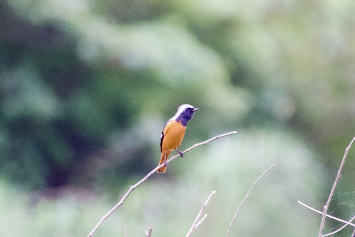 חכלילית סיבירית - ML645979942
