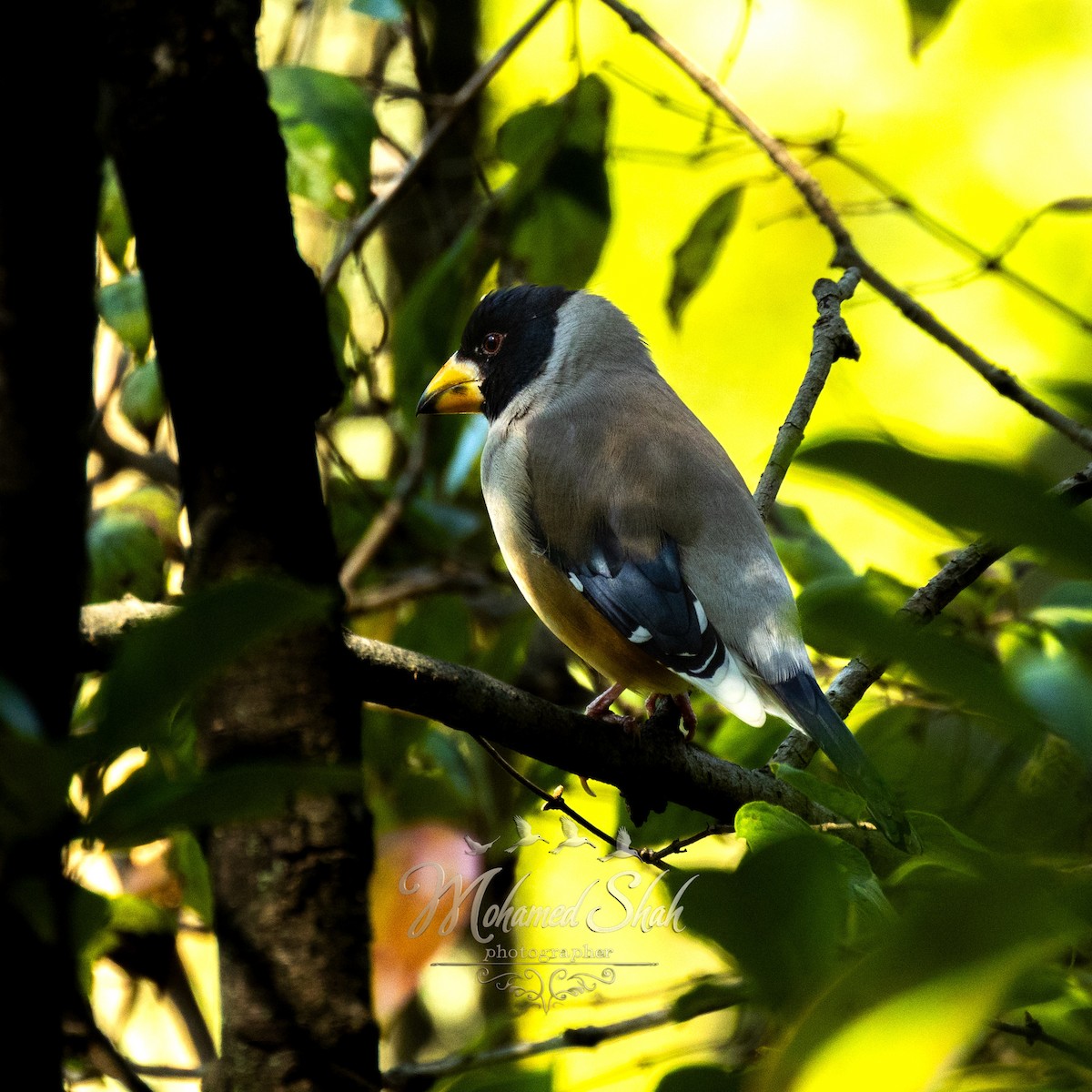 コイカル - ML645979943