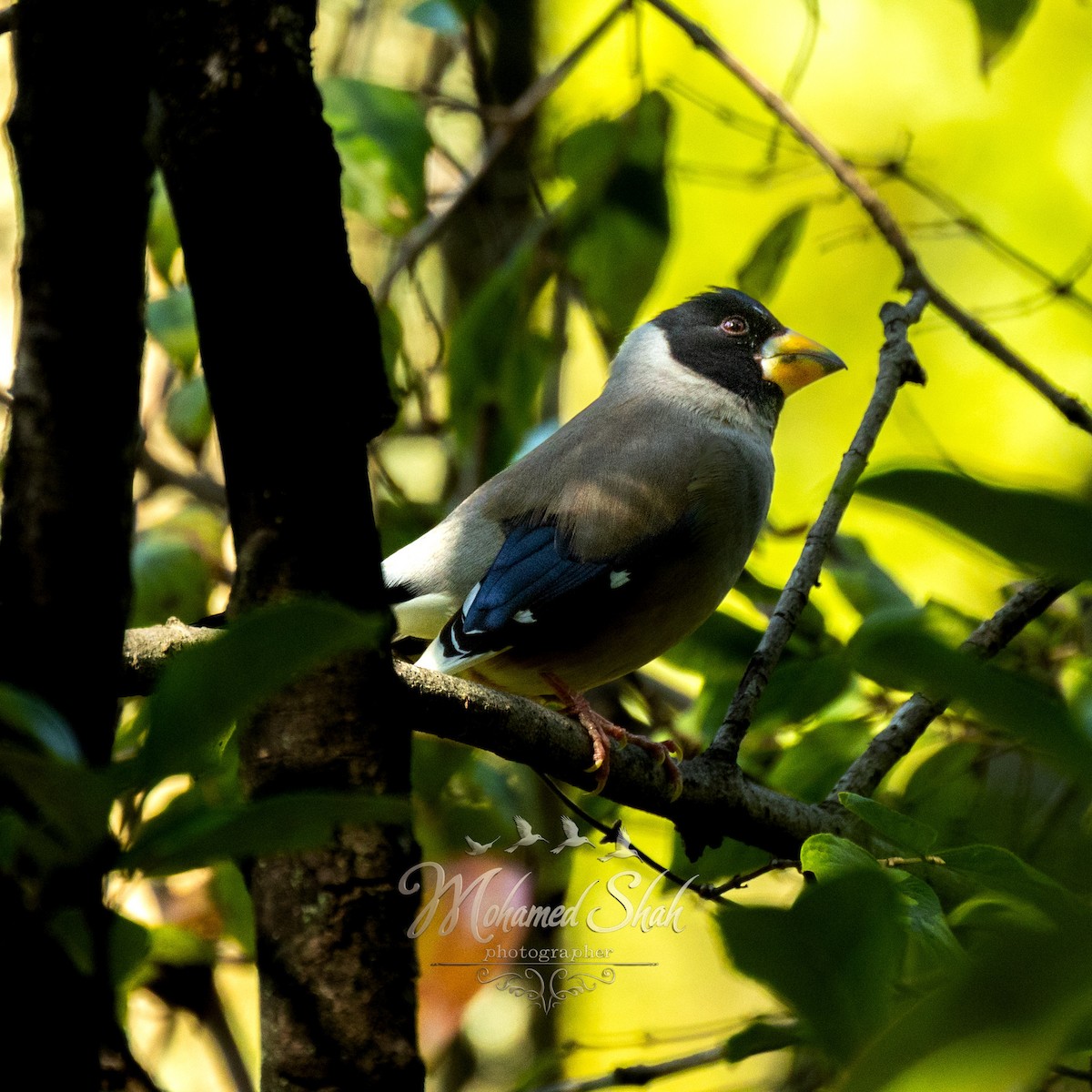 コイカル - ML645979944