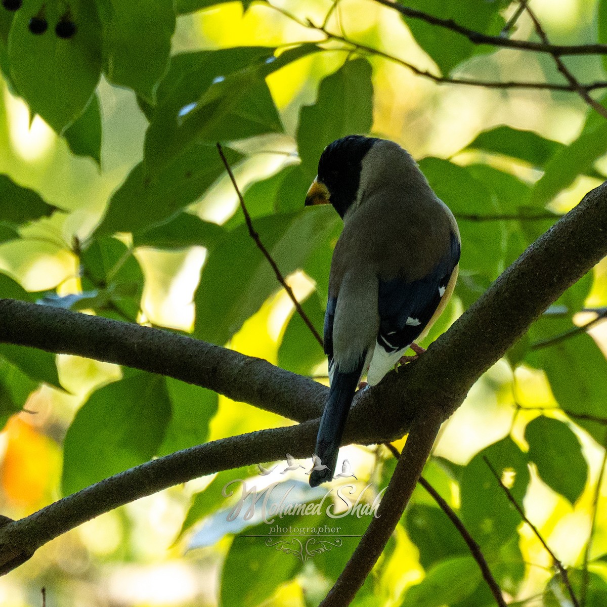 コイカル - ML645979945