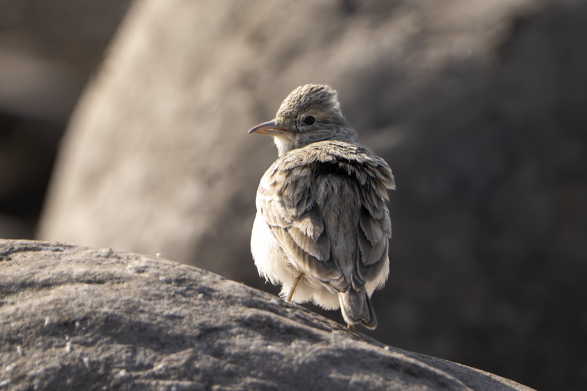 インドコヒバリ - ML645979946