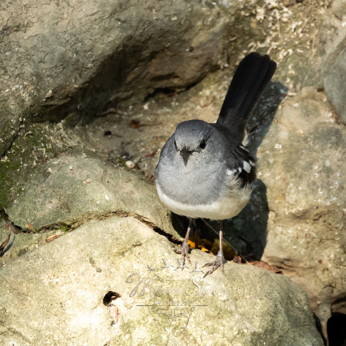 シキチョウ - ML645979947