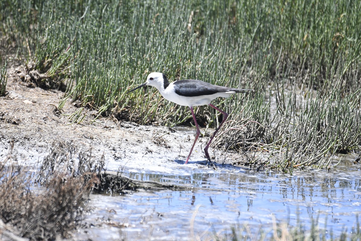 オーストラリアセイタカシギ - ML645979948