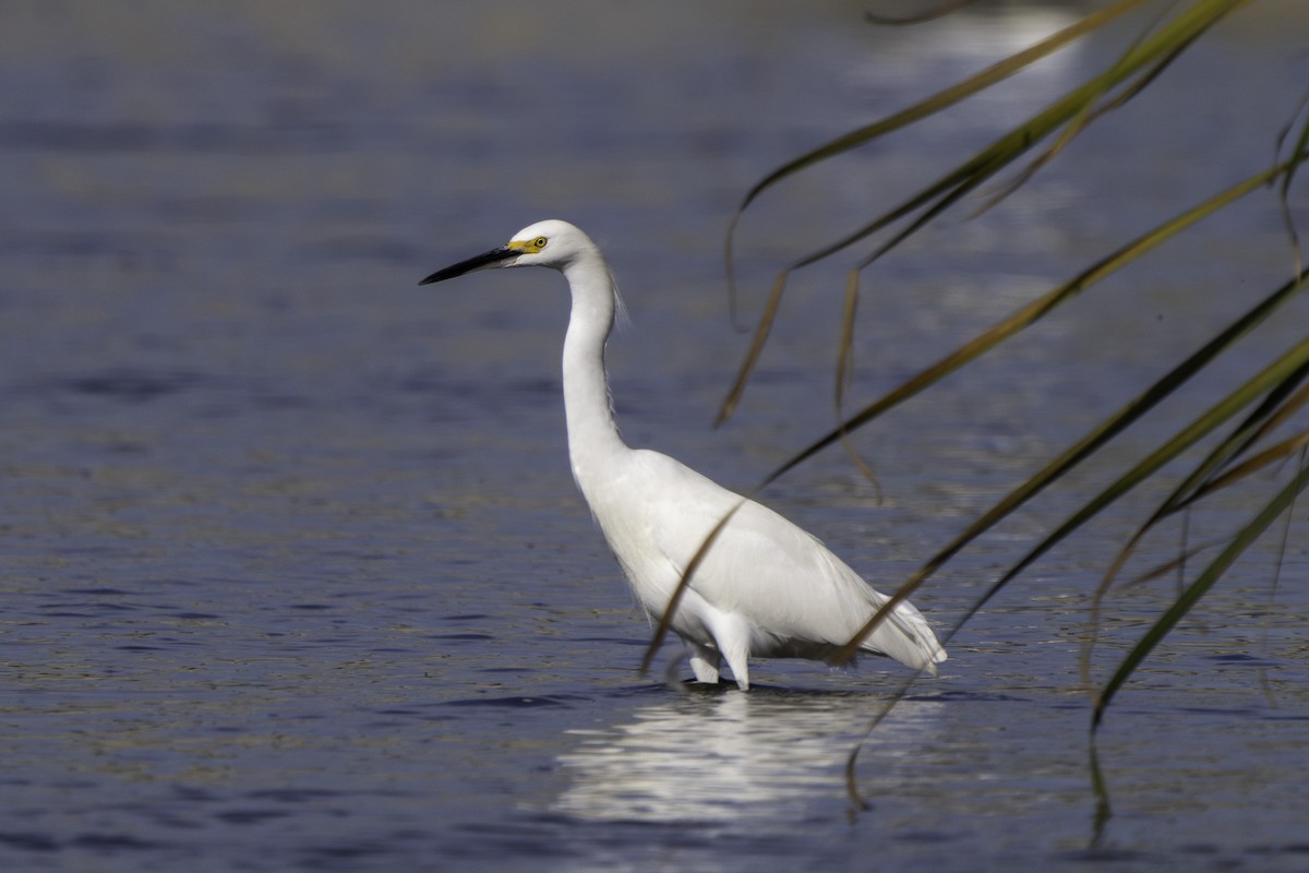 ユキコサギ - ML645979952