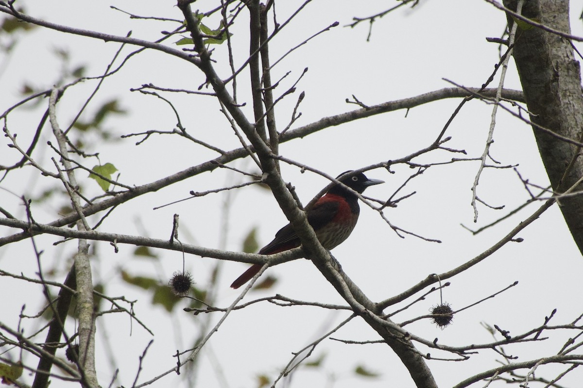 ヒゴロモ - ML645979953