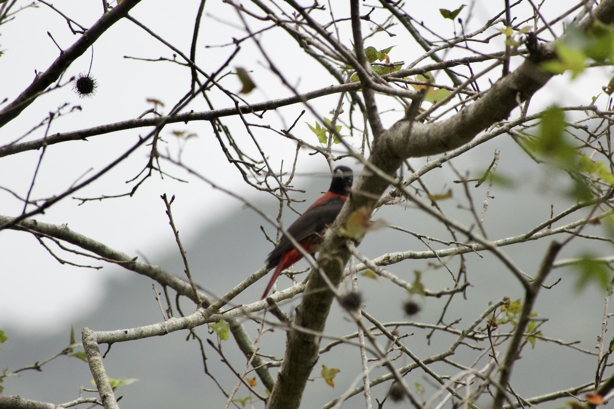 ヒゴロモ - ML645979954