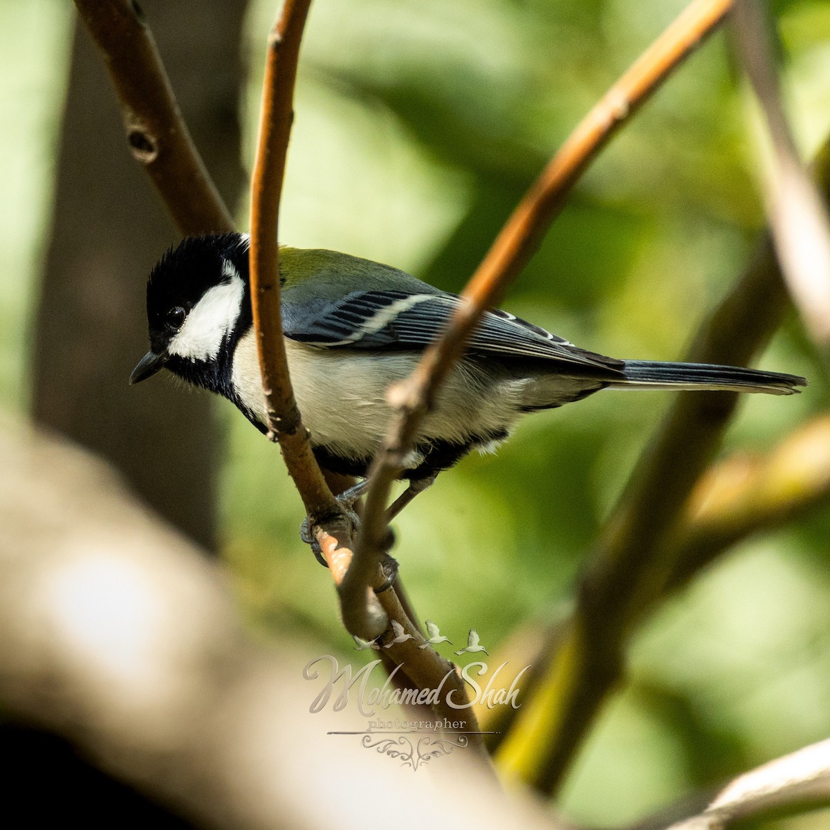 シジュウカラ - ML645979955