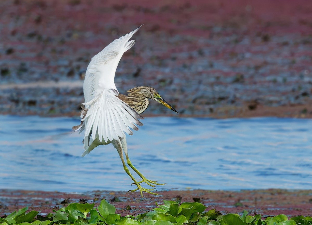 アカガシラサギ属 - ML645979957