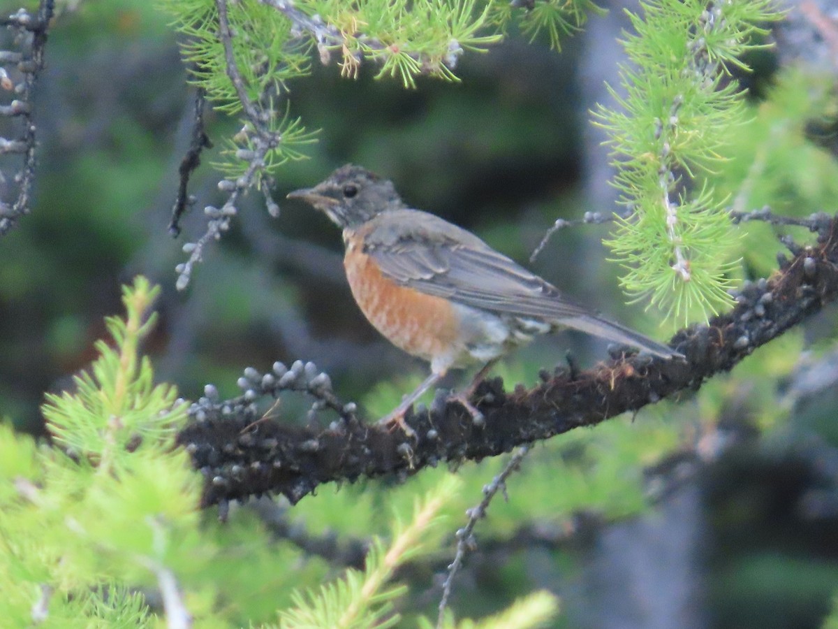 コマツグミ - ML645979959