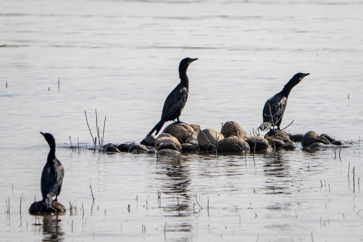 アジアコビトウ／インドヒメウ - ML645979961