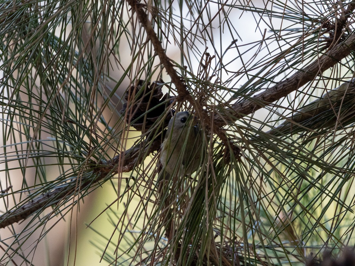 キクイタダキ - ML645979964