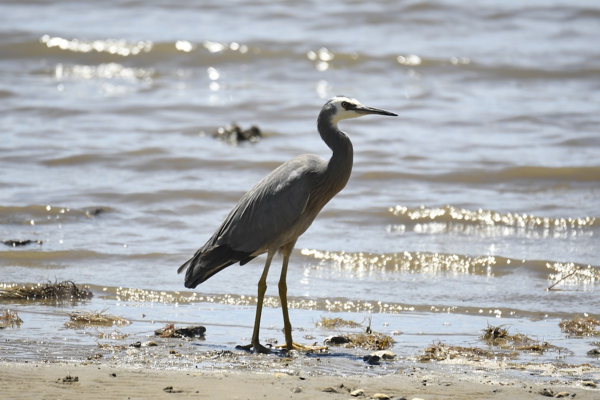 カオジロサギ - ML645979965