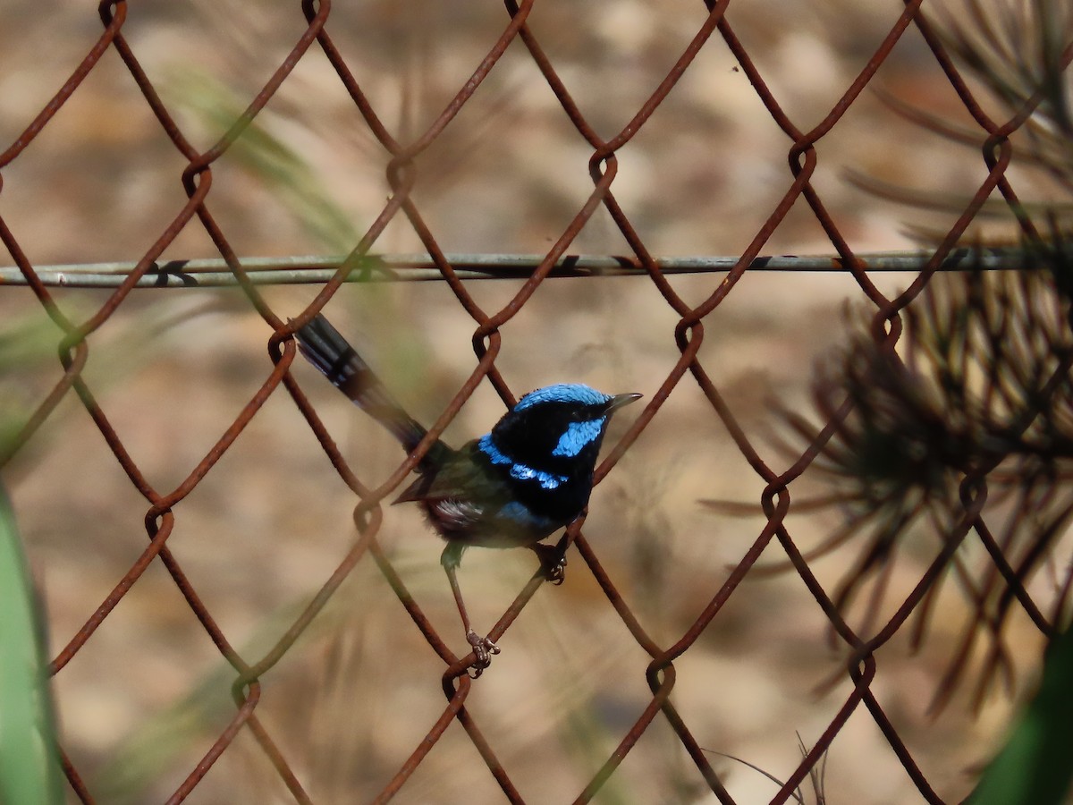 ルリオーストラリアムシクイ - ML645979969