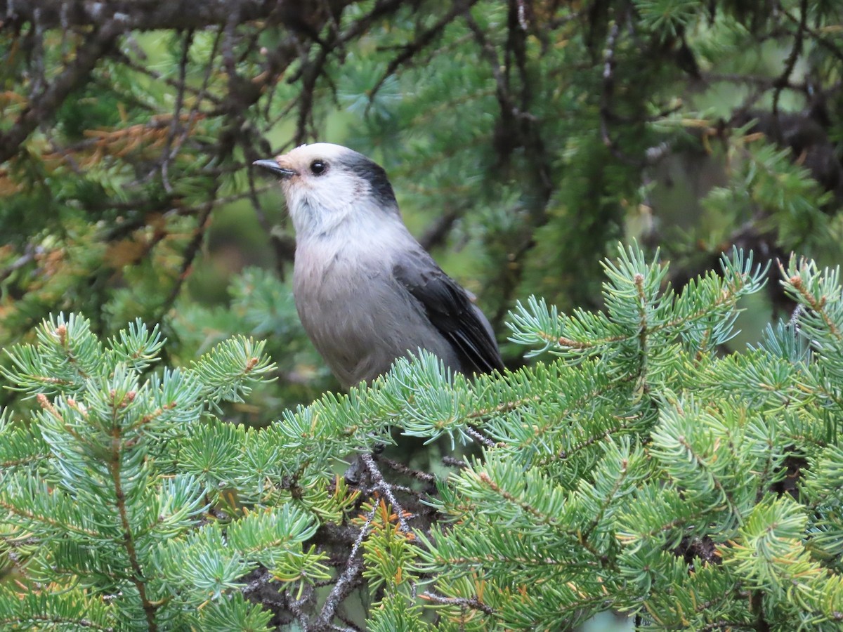 カナダカケス - ML645979970