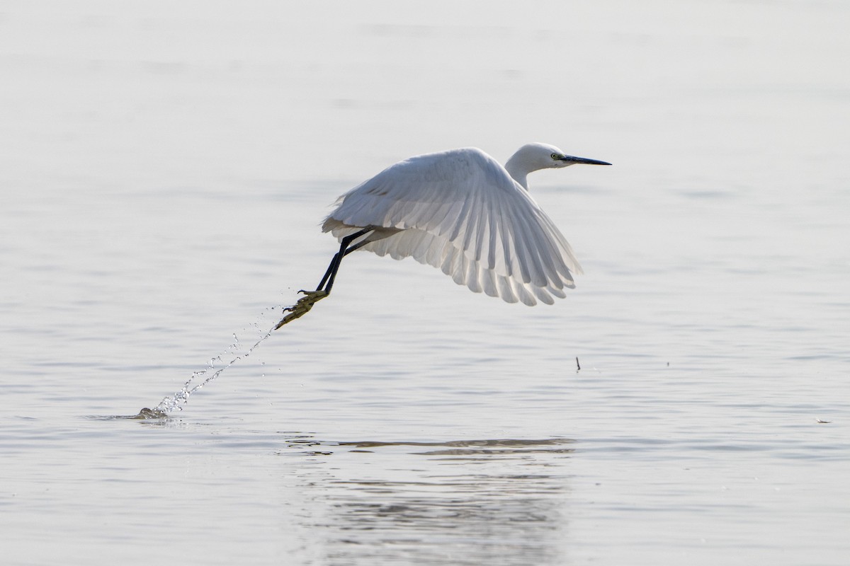 コサギ - ML645979971