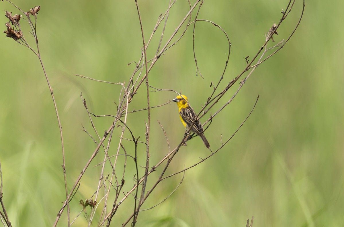 キイロコウヨウジャク - ML645979974