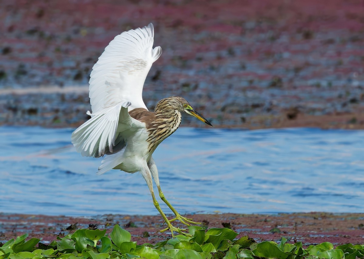 アカガシラサギ属 - ML645979975