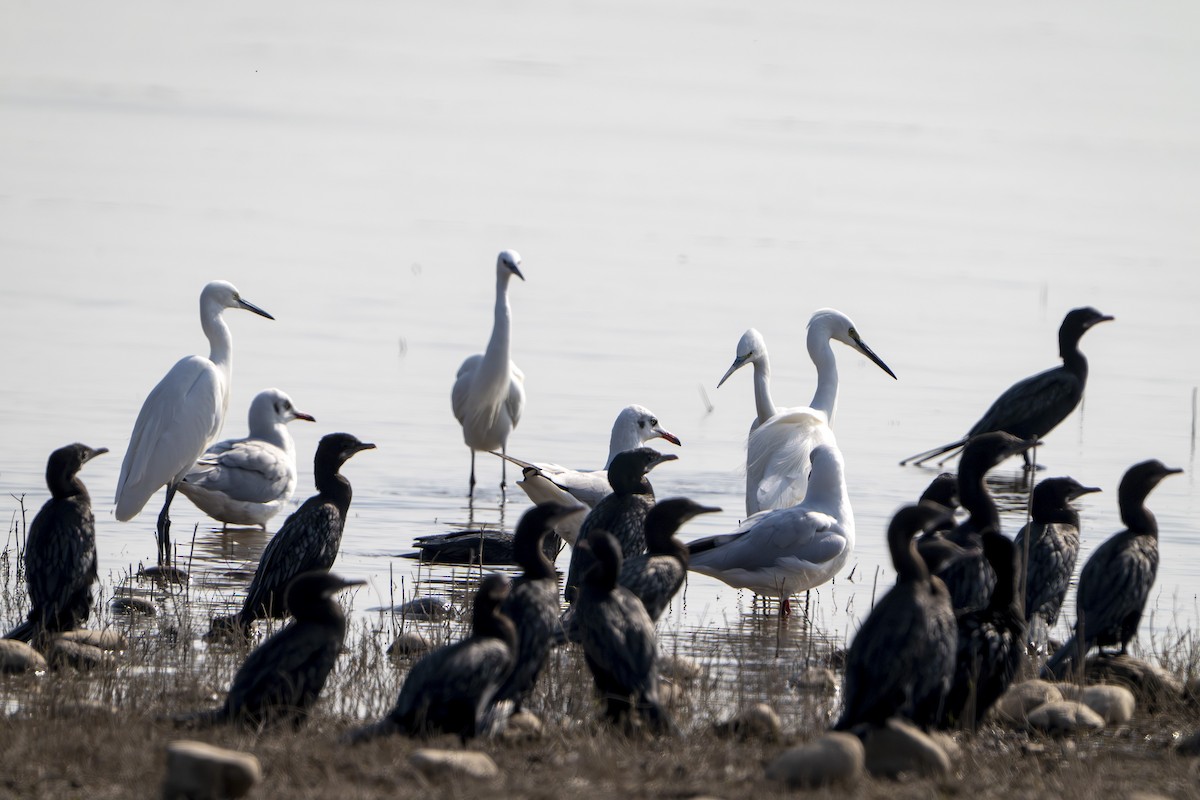 コサギ - ML645979976