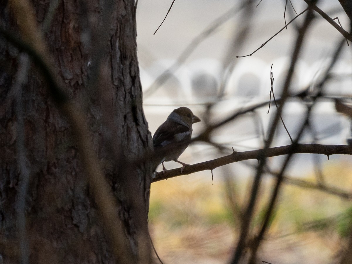 シメ - ML645979977