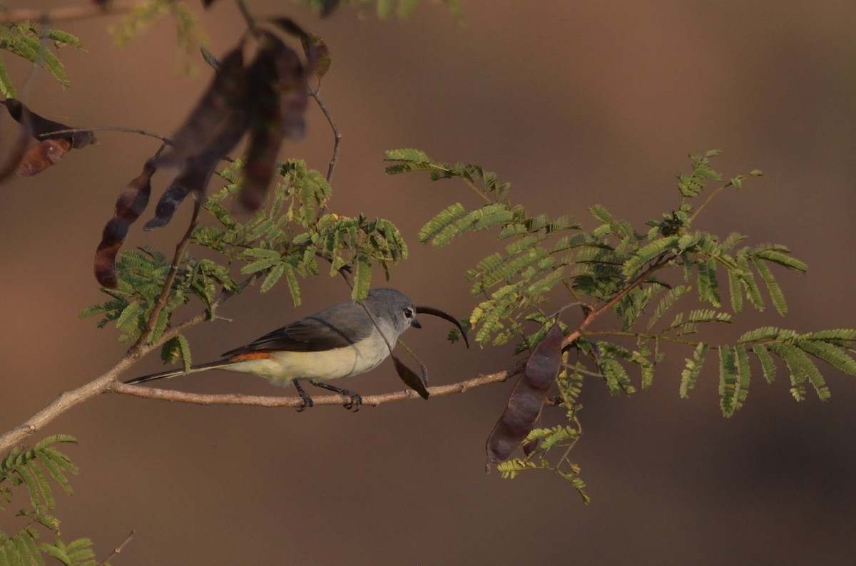 コサンショウクイ - ML645979978