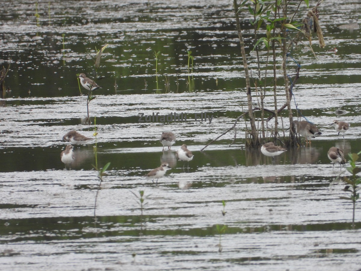 チベットメダイチドリ - ML645979979