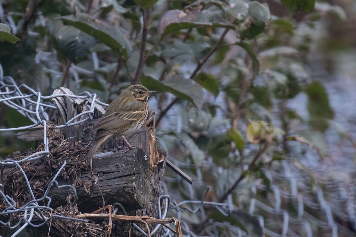 Hodgson txirta - ML645979984