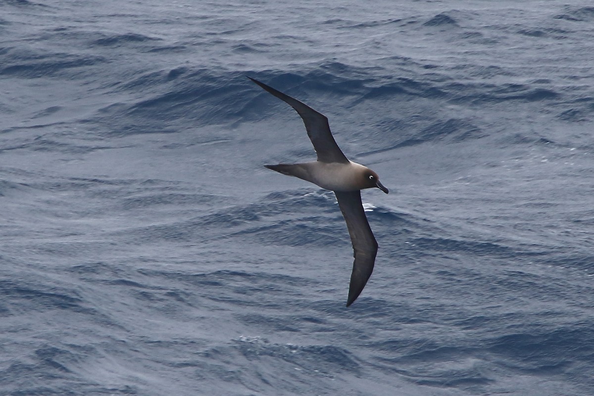 Albatros hauskara - ML645979986