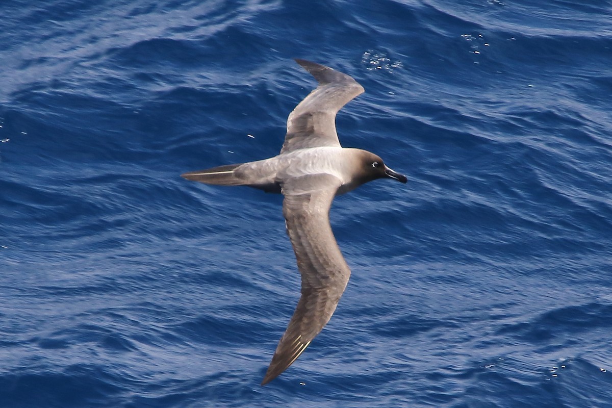 Albatros hauskara - ML645979987