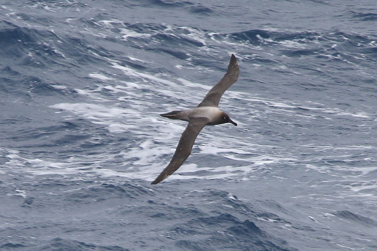 Albatros hauskara - ML645979988