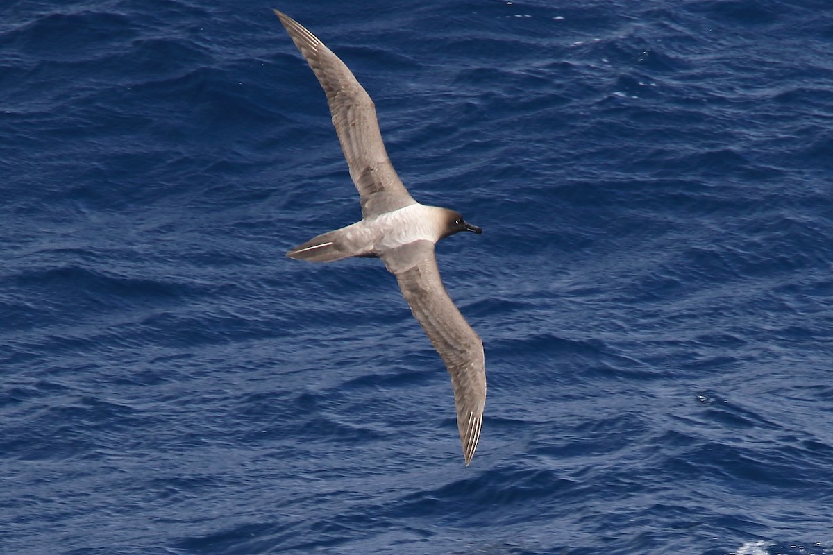 Albatros hauskara - ML645979989