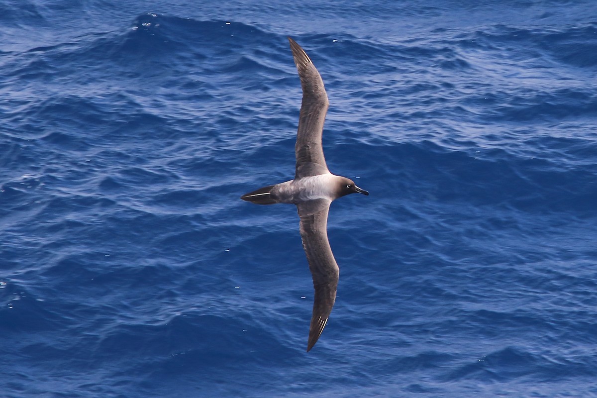 Albatros hauskara - ML645979990