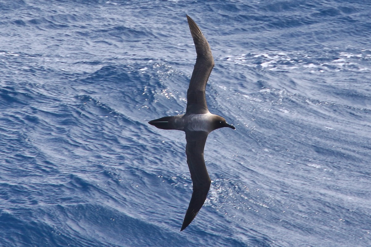 Albatros hauskara - ML645979991