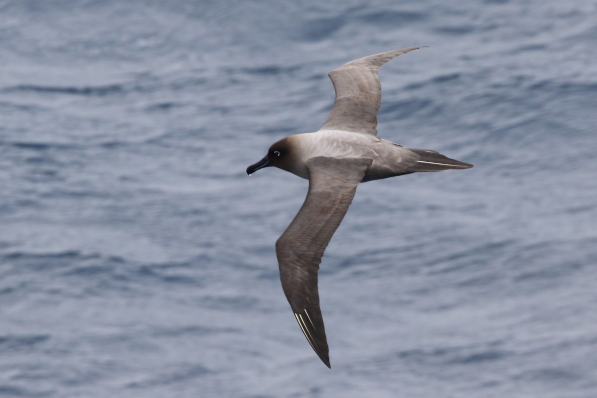 Albatros hauskara - ML645979992