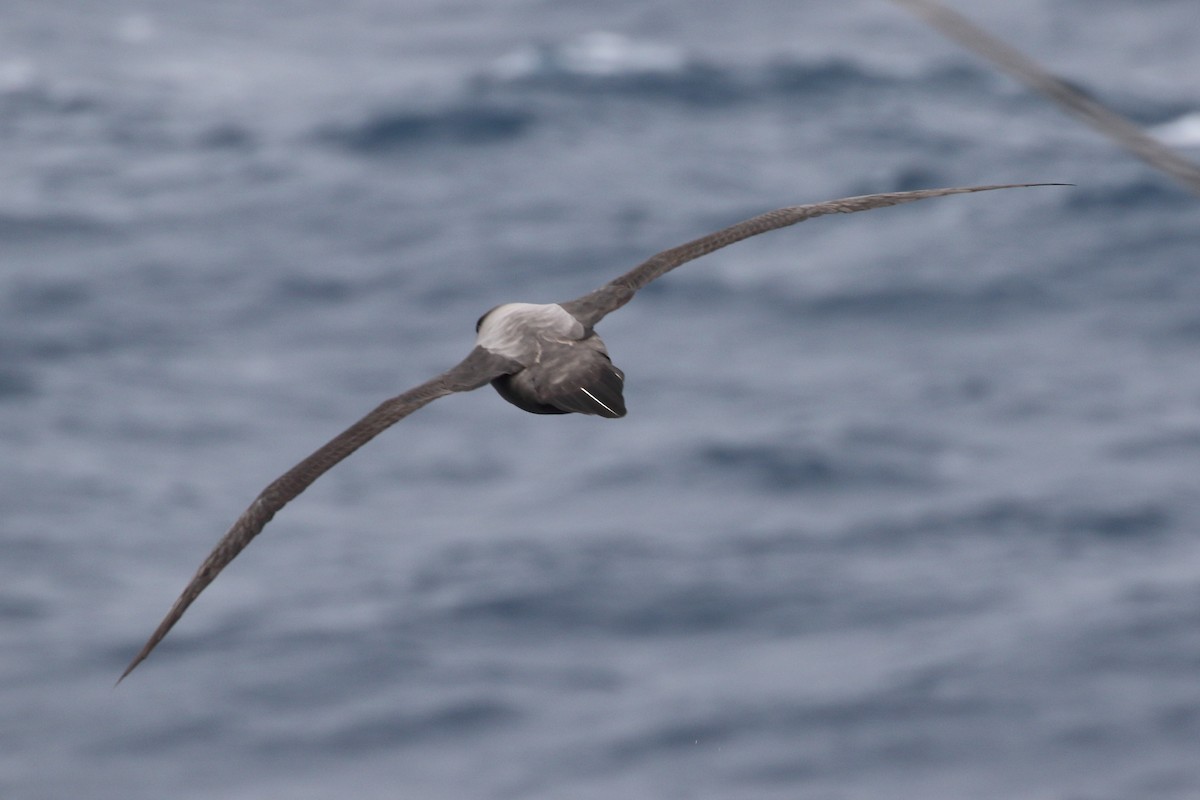 Albatros hauskara - ML645979993