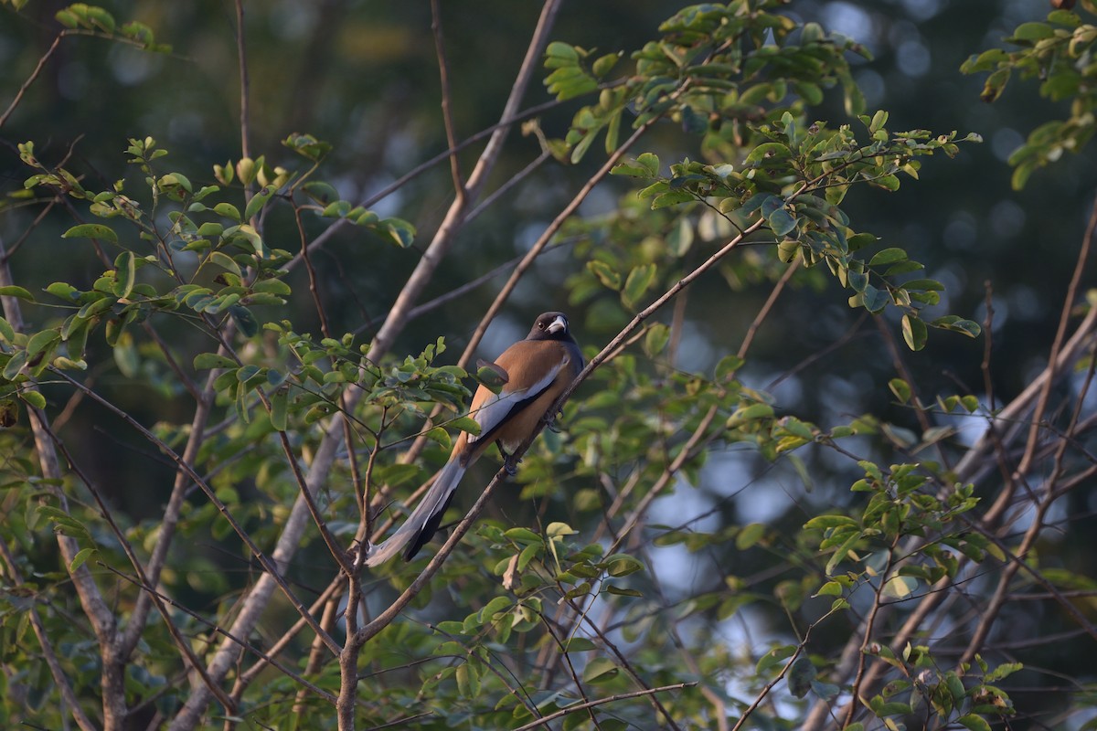 Rufous Treepie - ML645979994