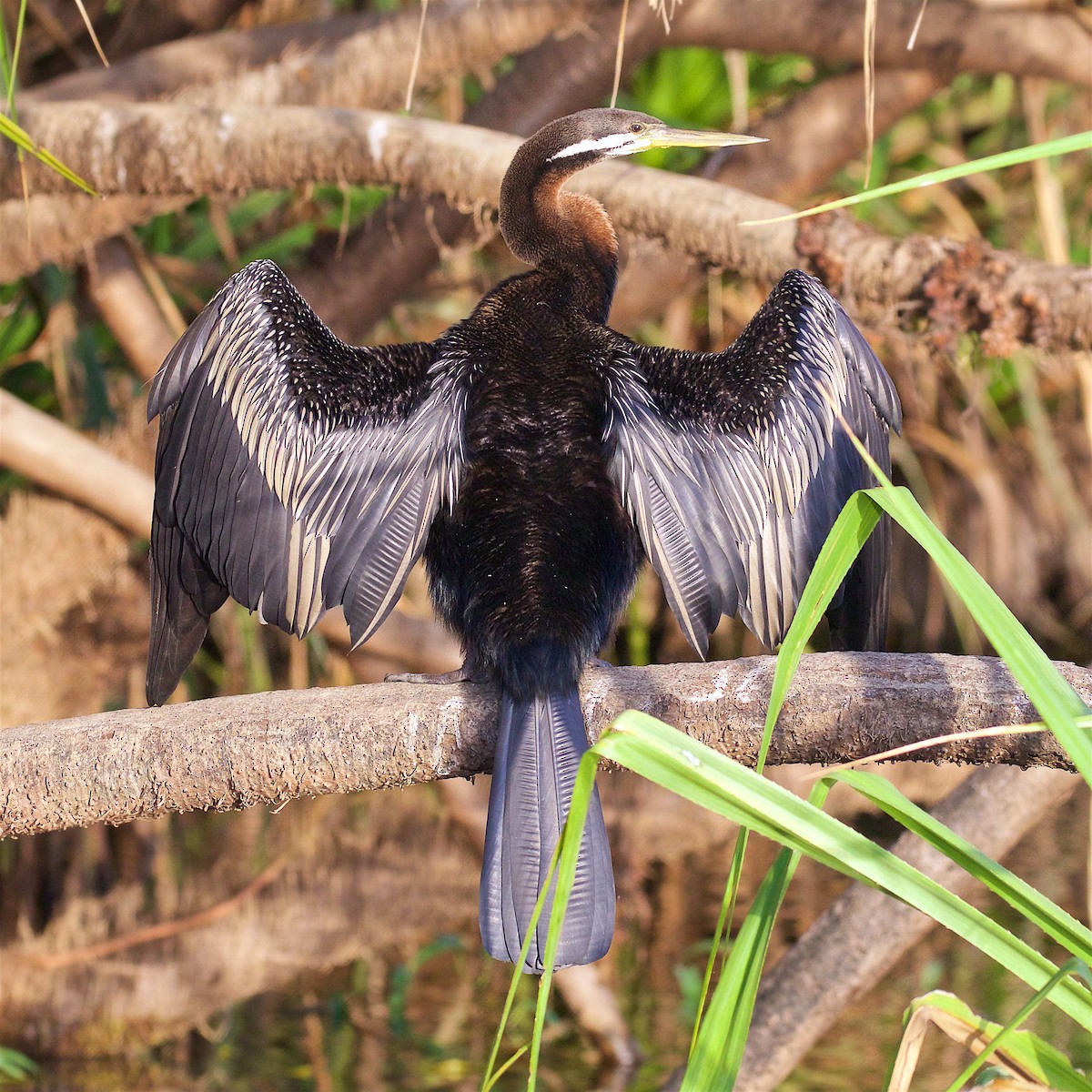 Anhinga australiarra - ML645979996