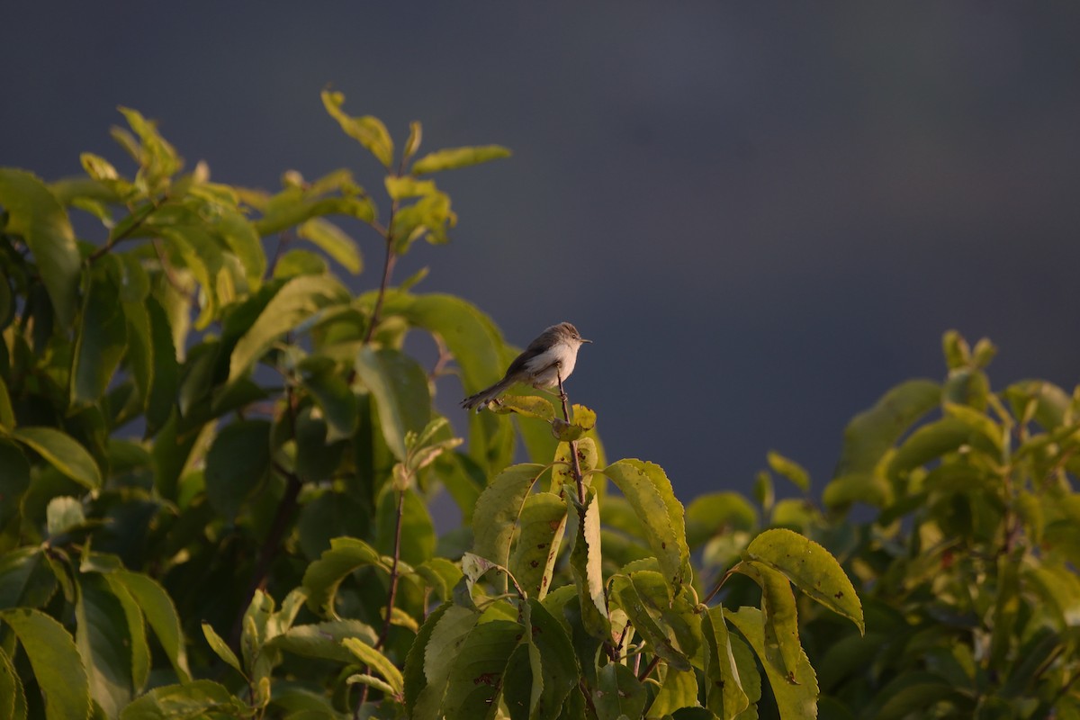 Plain Prinia - ML645979997