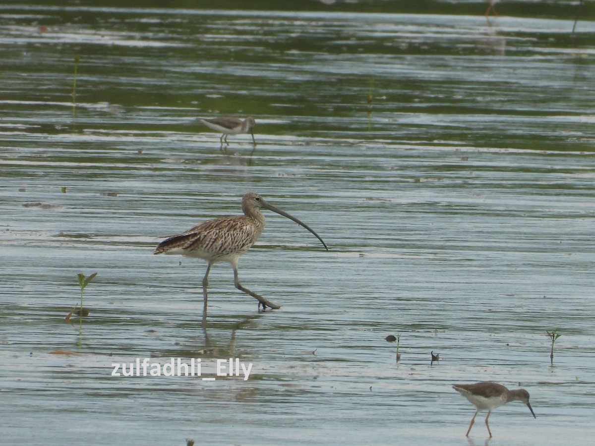 Kurlinta handia - ML645979998