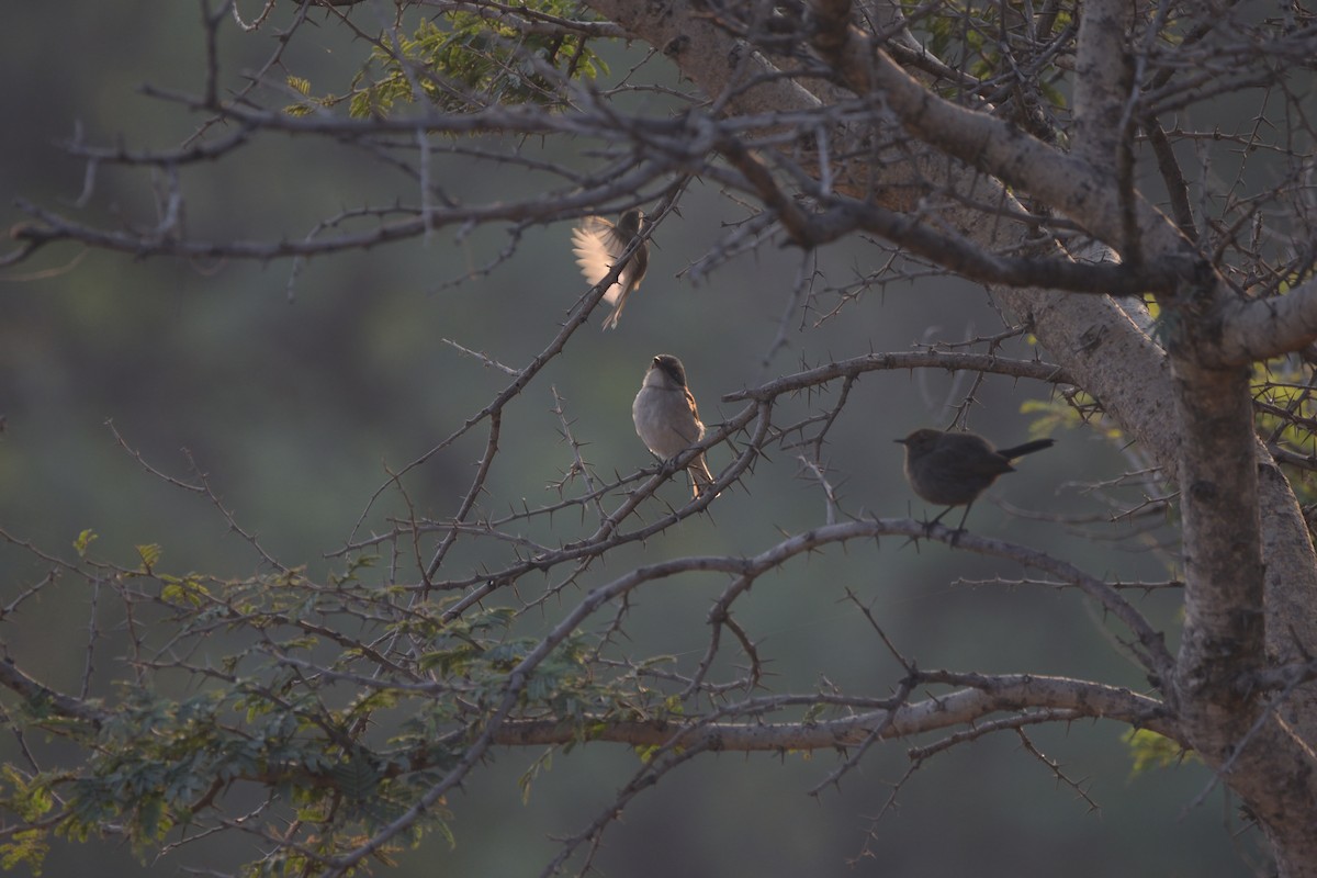 Indian Robin - ML645979999