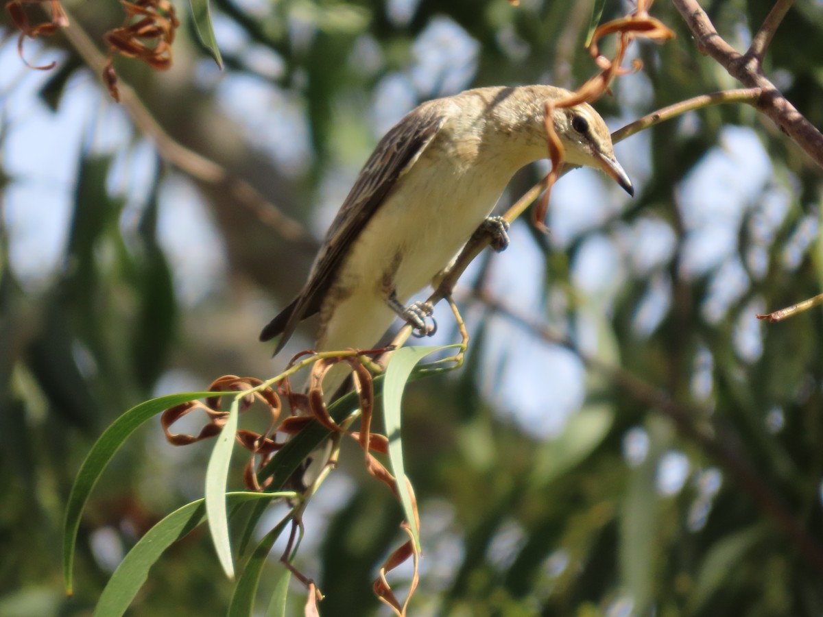 White-winged Triller - ML645980006