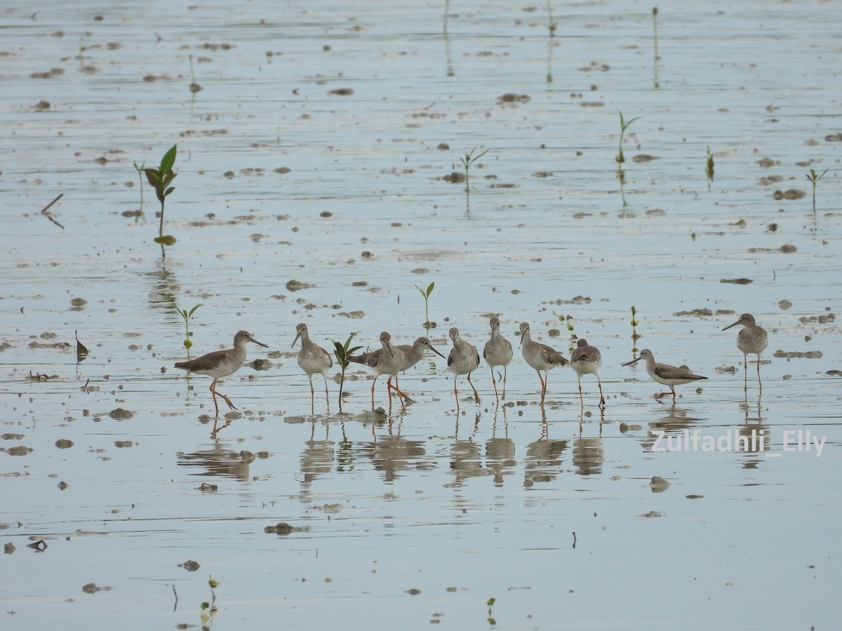 Bernagorri arrunta - ML645980007