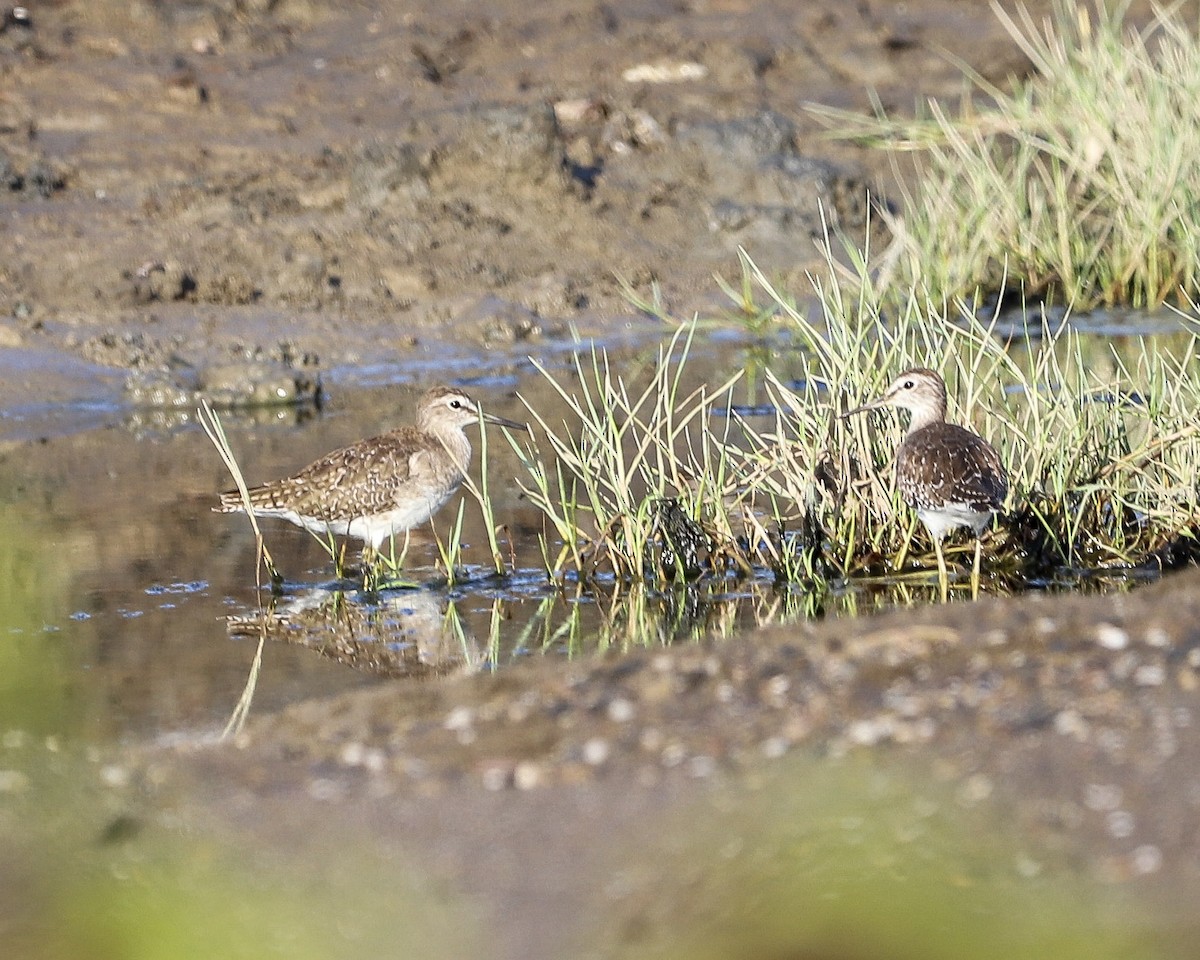 Kuliska pikarta - ML645980008