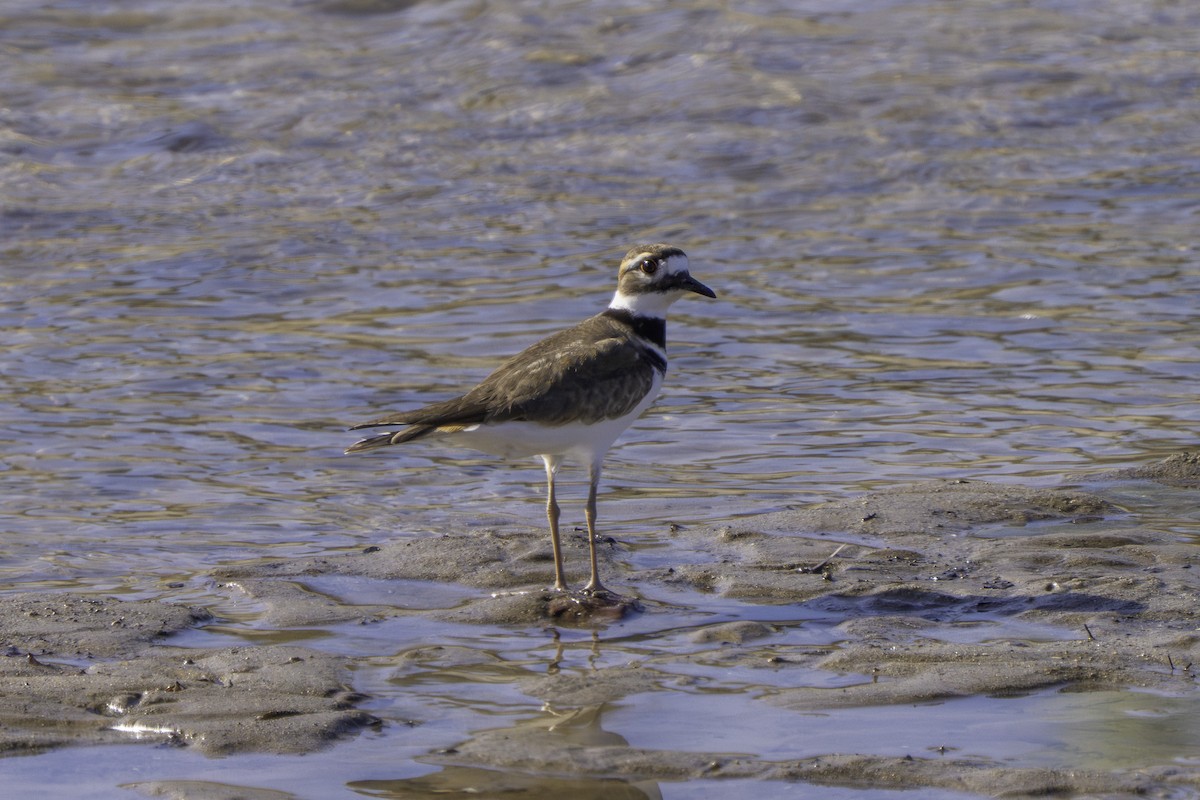 Kildir txirritxoa - ML645980009