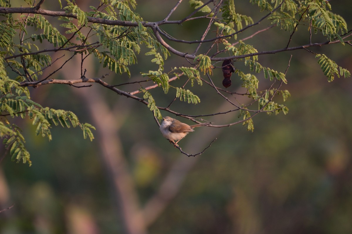 Gray-breasted Prinia - ML645980010