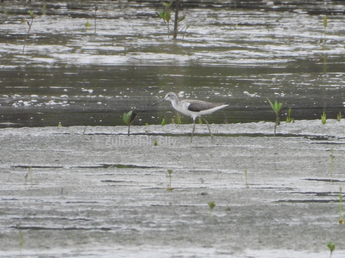 Kuliska zuria - ML645980011