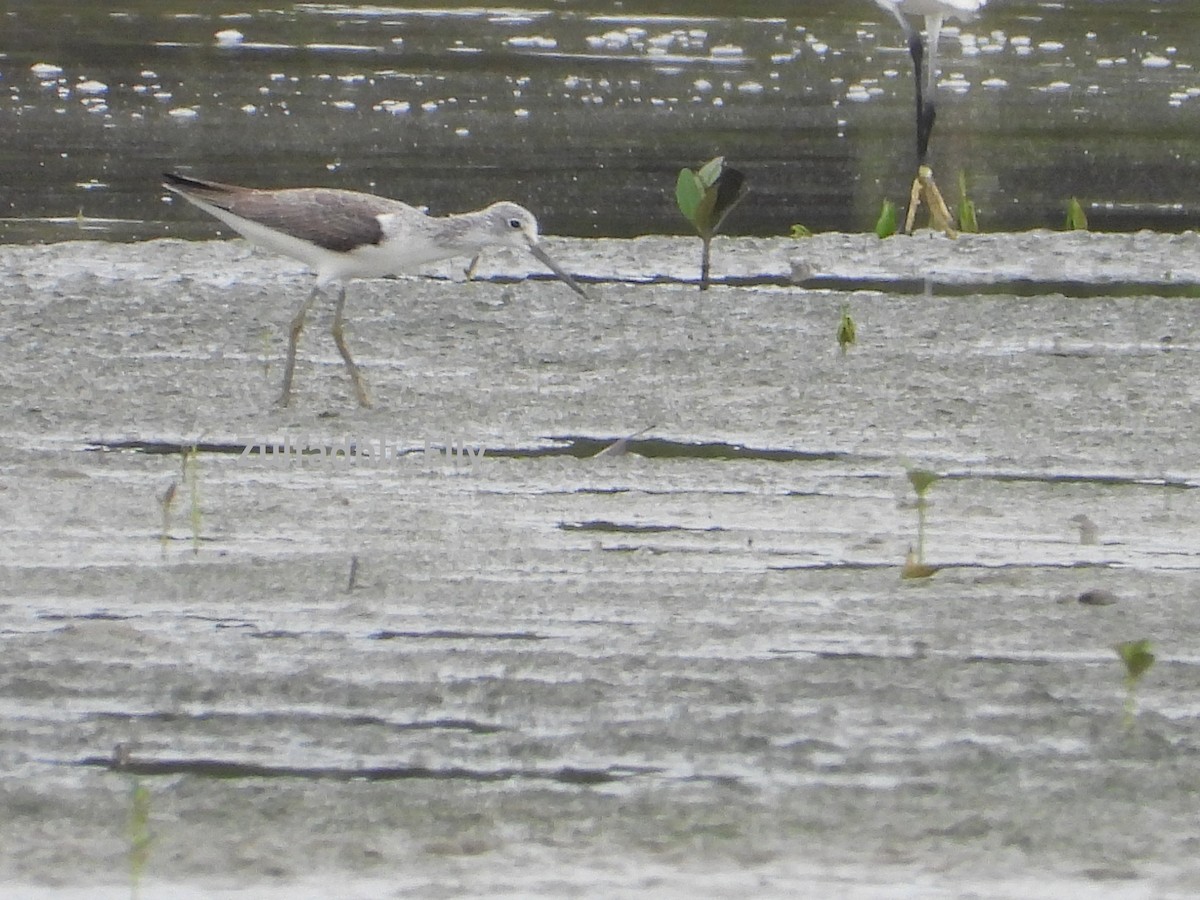 Kuliska zuria - ML645980012