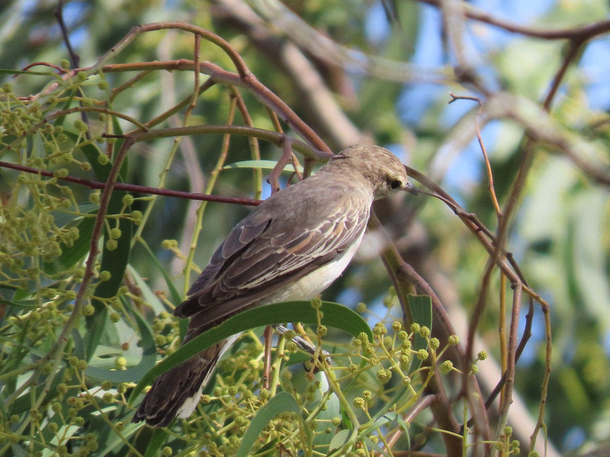White-winged Triller - ML645980013