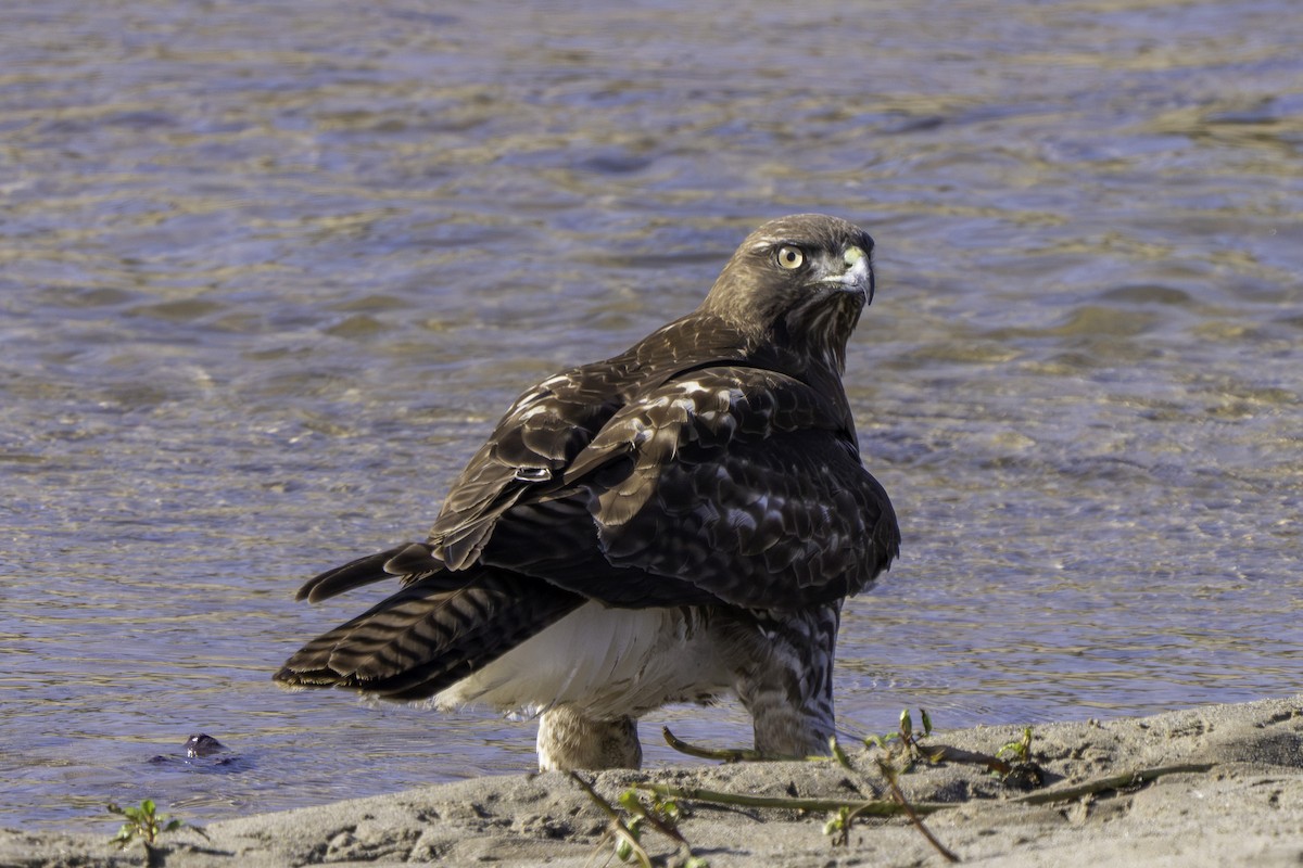 Zapelatz buztangorria - ML645980014