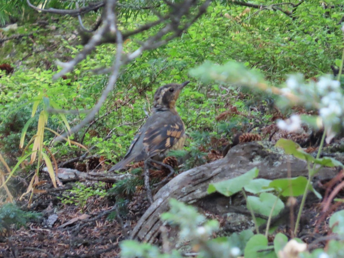 Varied Thrush - ML645980015